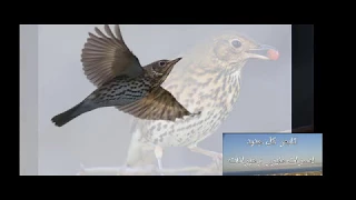 اصوات السمنة المغردة صوت طويل وصافي للاجهزة 21  اصوات السمنة المغردة صوت طويل وصافي للاجهزة 21