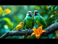 Nature Relaxing Piano Music with Bird Sounds | No Ads | Study, Focus, and Relaxation Music