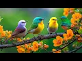 Download Lagu Nature Relaxing Piano Music with Bird Sounds | No Ads | Study, Focus, and Relaxation Music