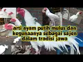 Download Lagu ayam putih mulus,ayam Jawa putih mulus,ayam Bangkok putih mulus,makna untuk sesaji dlm tradisi jawa