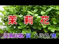 茉莉花(鳳飛飛).mp4