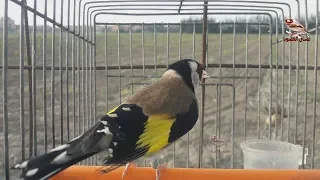 صوت الحسون البري مقنين خلوي ممتاز تغريد ما شاء الله 