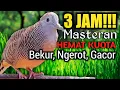 Download Lagu 3 JAM MASTERAN PERKUTUT LOKAL‼️ video paling laris cocok untuk pancingan suara burung dirumah