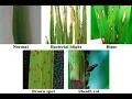 Rice Leaf Disease Detection using matlab source code