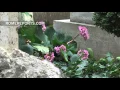 The Pope authorized the burial of a homeless man in the Vatican Teutonic cemetery