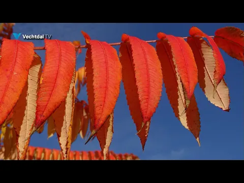 Herfst kleurt de bomen 