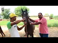 Perfect way to know age of horse culture of horse watch this before buying a horse