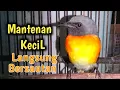 Lagu burung mantenan kecil gacor ngeroll.