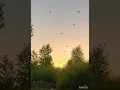 Download Lagu Kawanan burung Grackle dan jalak yang sangat mengganggu 😊#birdflock #naturephotography #nature #animalsounds