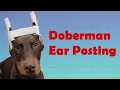 Doberman cropped ear posting HOW TO
