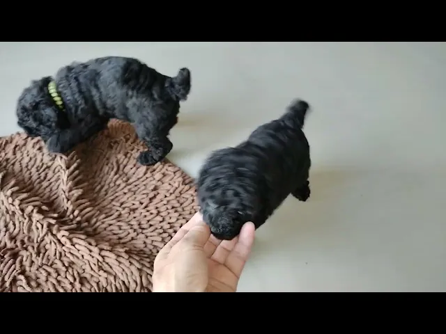 動画