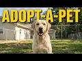 The Best Kept Secret in Mason County Adopt-A-Pet