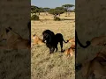 Download Lagu Rare Aggressive Black Lion Growls at Safari: Once-in-a-Lifetime AI Encounter! #blacklion #lion