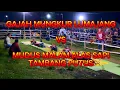 Download Lagu GAJAH MUNGKUR LUMAJANG VS MUDUS MALAM ALAS SAPI