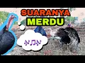 Lagu SUARA AYAM KALKUN JANTAN (ayam kalkun)