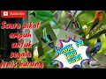 Download Lagu suara pikat kutilang ribut dan burung kecil lainnya, ampuh untuk segala jenis burung liar.