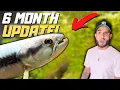 6 Months with My Red Wolf Fish The One Big Problem