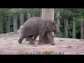 Here's how one little ELEPHANT overcame all of the odds and is giving HOPE to her species 🐘❤