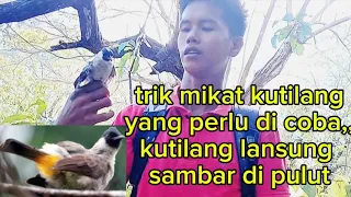 cara ampuh mikat burung kutilang yang susah turun ke pulut