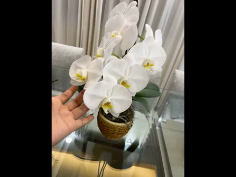 Las orquídeas más agradecidas