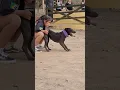 Download Lagu Criança x Pit Bull - Parceria nota mil. Malévola e Yasmin - Drena Dogs #pitbull #dogbreed #viral