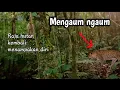 Sang raja hutan kembali mengaum menampakan dirinya pada saat mikat burung cingcoang biru