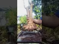 Download Lagu Hanjuang termasuk tanaman Hias,kita coba bro dijadikan Bonsai