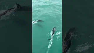 Playtime on the Ocean 🐬