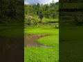Download Lagu pulang dari jiarah kubur#lebaran #pemandangan#idulfitri