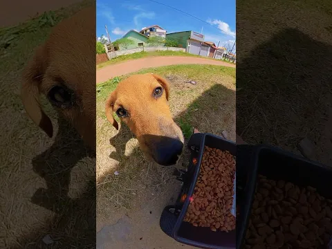 O delivery do papazinho chegou 🚚🍪💦🐾🐕💕 #carrinhoblack #doguinhos #fome #sede #papazinho