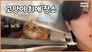 집사 형아 옷장을 점령해버린 고양이들