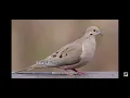 Mourning Dove (bird sounds)