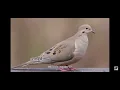 Download Lagu Merpati duka (suara burung)