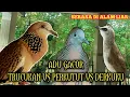 Download Lagu Suara Trucukan Burung Perkutut Dan Derkuku Saling Sahut Di Pagi Hari