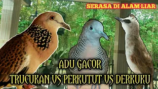 Download Suara Trucukan Burung Perkutut Dan Derkuku Saling Sahut Di Pagi Hari MP3