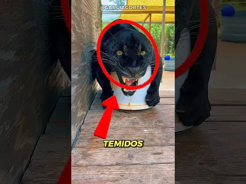 si ves a este gato negro en la selva, ya es demasiado tarde #datoscuriosos #animals #curiosidades