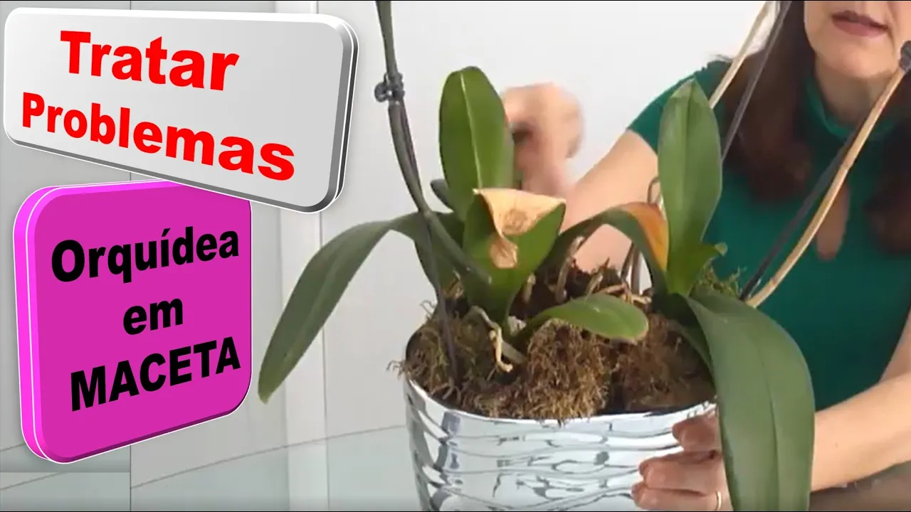 CÓMO CUIDAR DE TU ORQUÍDEA EN UNA MACETA EN CASA EPISODIO19