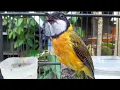 Download Lagu Burung bimoli gacor super ngotot