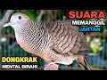 Download Lagu Perkutut Lokal Gacor RAJA PIKAT Ahlinya Bikin Semua Burung Perkutut Nyaut.
