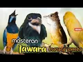 MASTERAN  JAWARA BURUNG LOMBA TEMBAKAN KASAR || cungkok - jenggot - tengkek buto - kenari