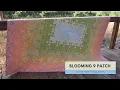 Blooming Nine Patch