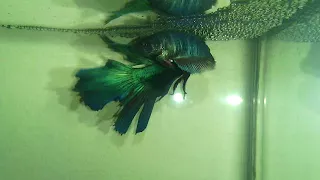 how to breed betta fish