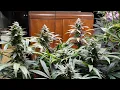 White Widow Week 9 ILGM Genetics