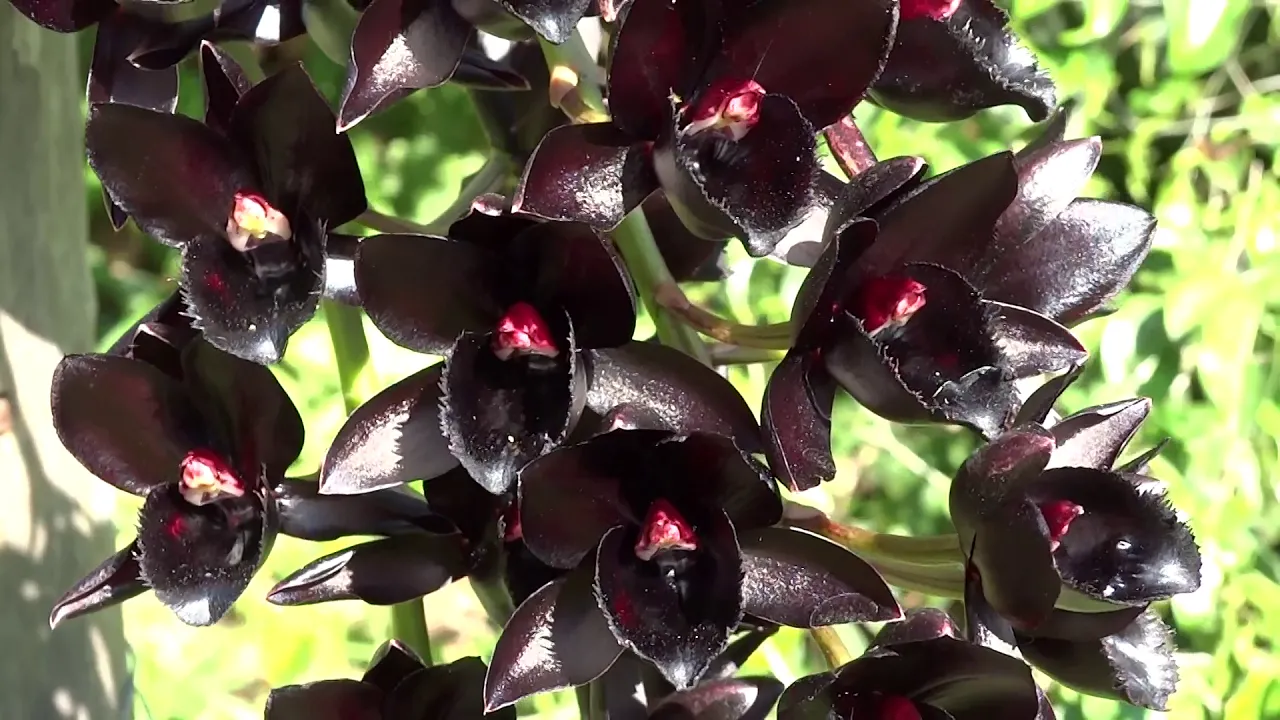 MINHA ORQUÍDEA NEGRA (FREDCLARKEARA AFTER DARKER) E DIVULGAÇÃO EXPOSIÇÃO ORQUÍDEAS NO MUSEU