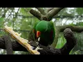 Birds In The Rain 🕊️ Healing Music For Stress Relief With The Sounds Of Birds And Rain 🌧️