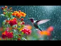 Download Lagu Birds In The Rain 🕊️ Healing Music For Stress Relief With The Sounds Of Birds And Rain 🌧️