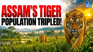 Assam’s Tiger Success Story | India’s Tiger Conservation Explained | UPSC | NEXT IAS