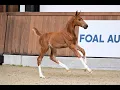 DORIANA ST HUBERTUSHOEVE EMERALD CICERO Z Foal Auction 111 - The EXCLUSIVE FILLY EDITION