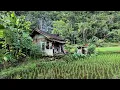 Download Lagu Hidup di desa, Berani sekali kakek dan nenek tinggal di tengah hutan pinggir sawah air melimpah