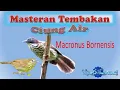Download Lagu Masteran  Tembakan Ciung Air |  #kicaumania #kicau  #burungkicau